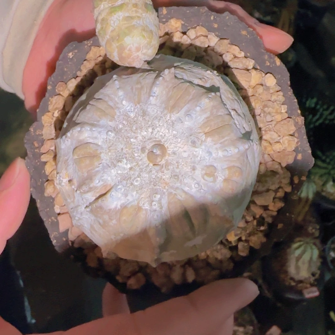 纸***虎块根植物块茎植物