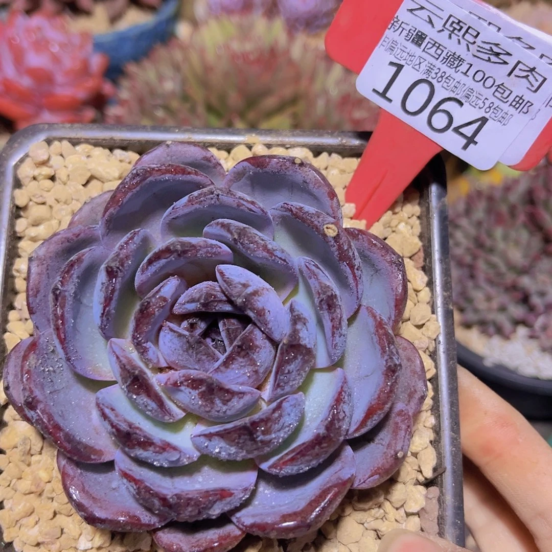 1064黑橙多肉植物