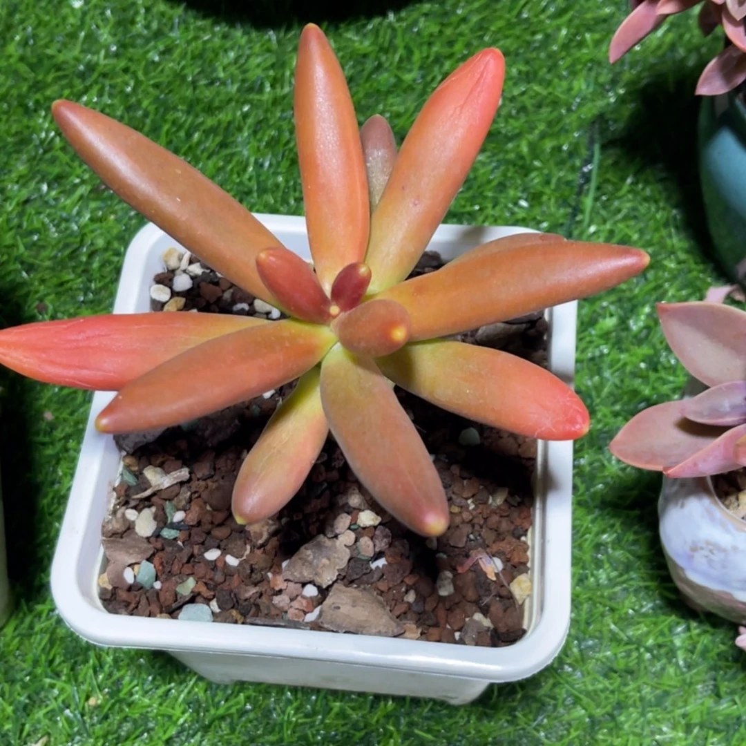 ?***比耶 姐 发货……单