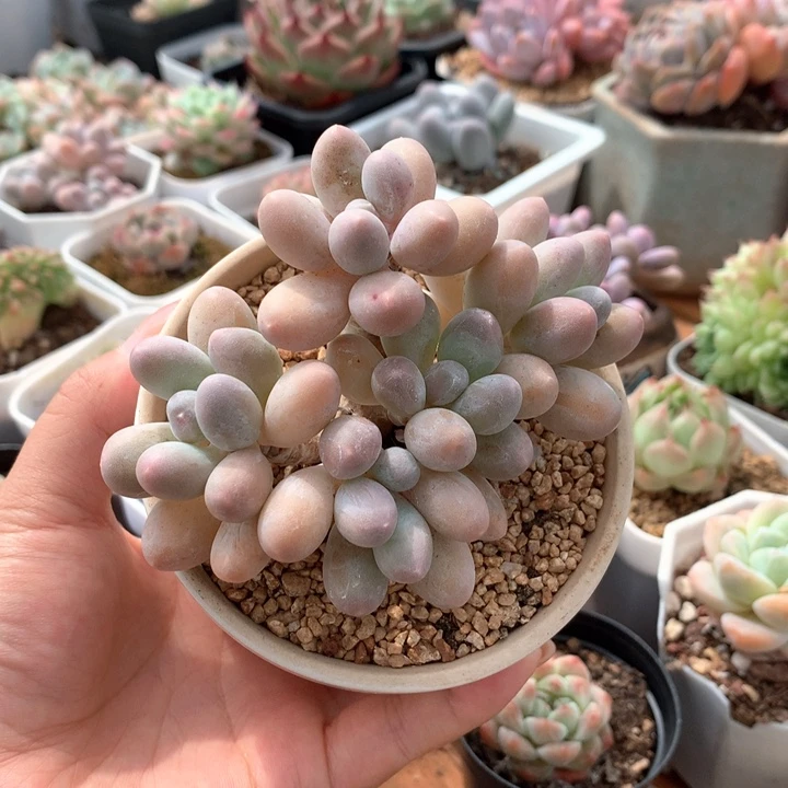 精控汤圆多肉一物一拍