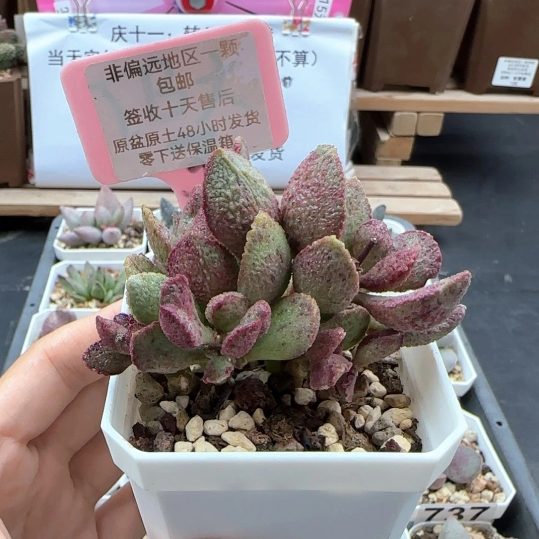 225爱丽丝多肉植物