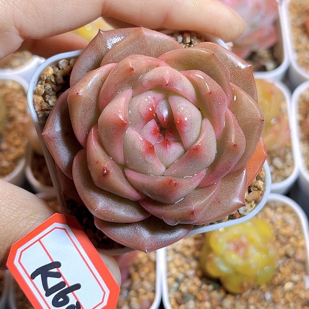 K160  新品珍妮 满18包邮