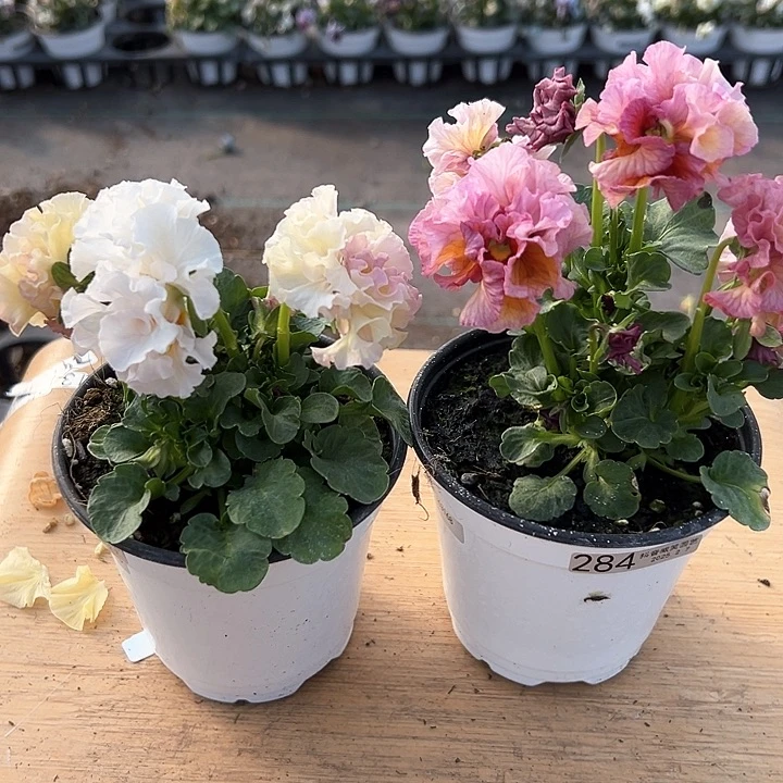 水晶抖音直播闪拍283-284