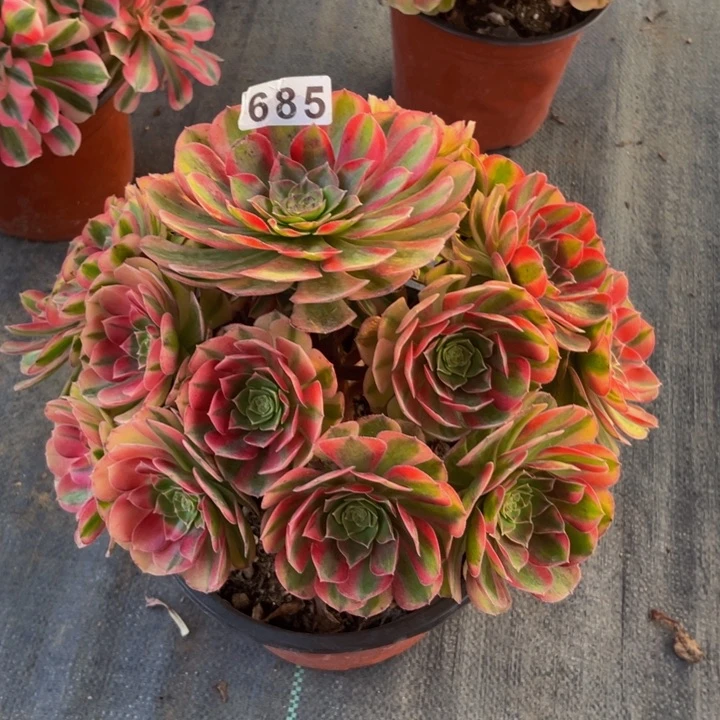 685老庄多肉法师雨荷