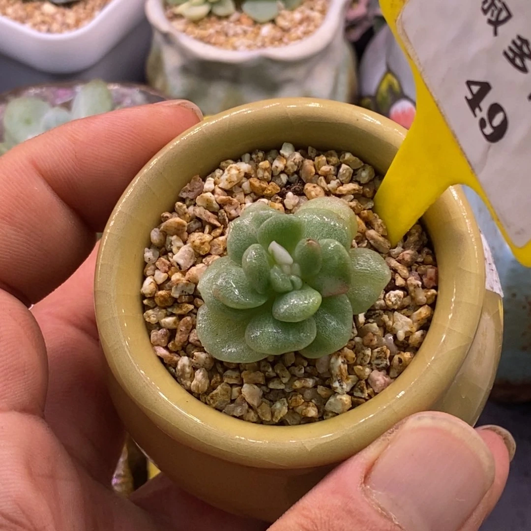 549特，冰玉白锦带石化