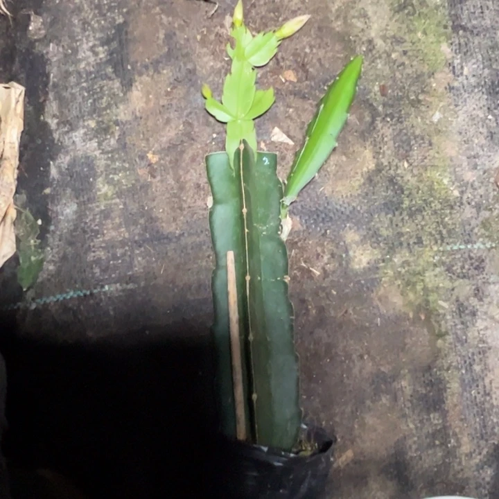 节日狂欢嫁接小破苗一颗瑕疵无售后2