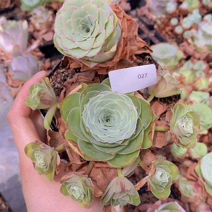 山地玫瑰2颗粉色027