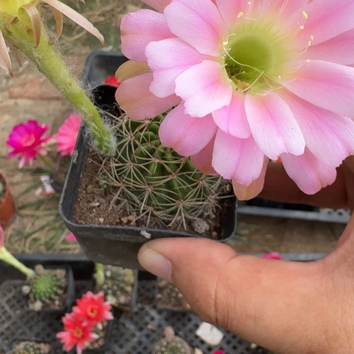 245丽花根掰花脱土发货瘦软伤