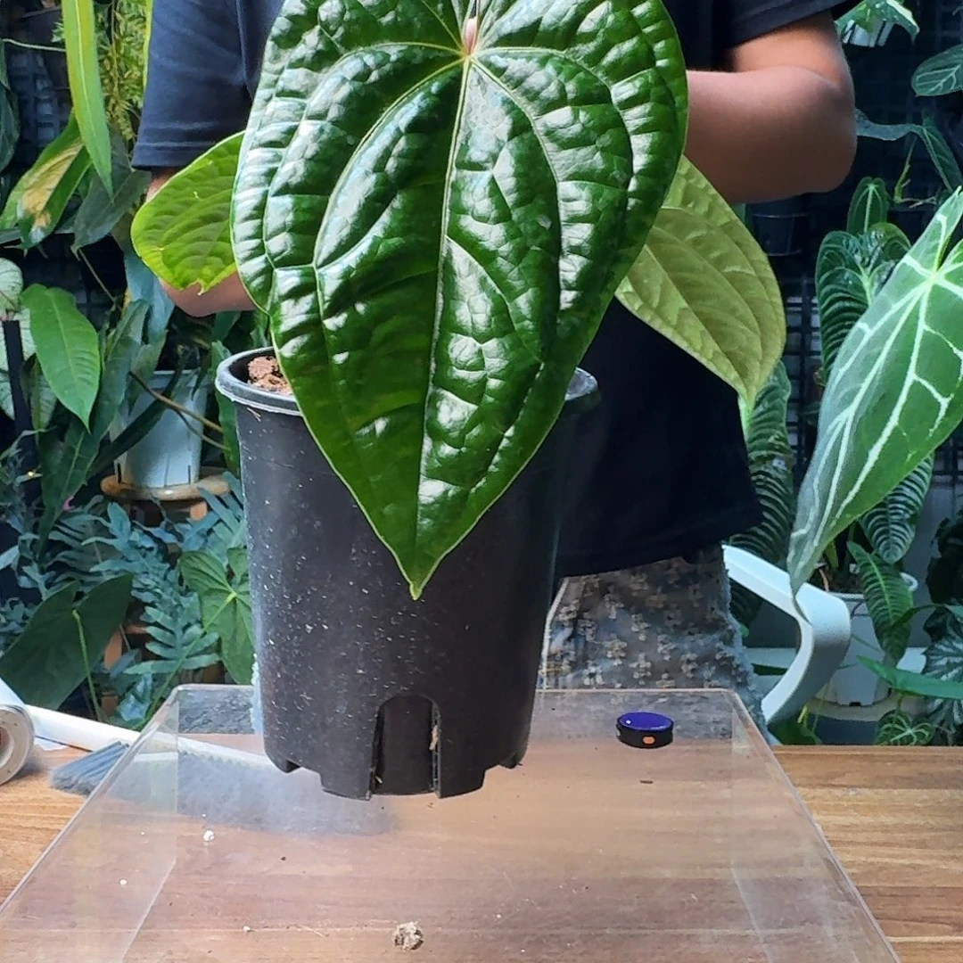 贞***无花朵一物一拍B278