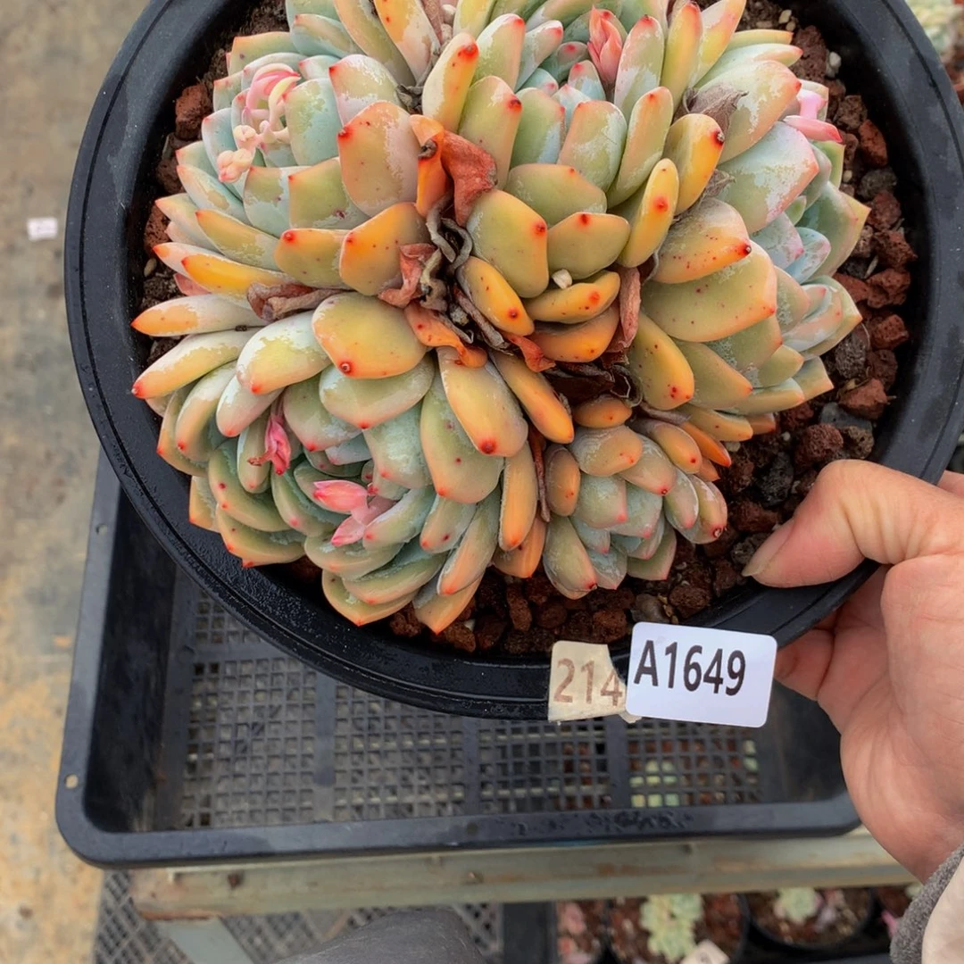 1649嗯嗯嗯我也会喜欢