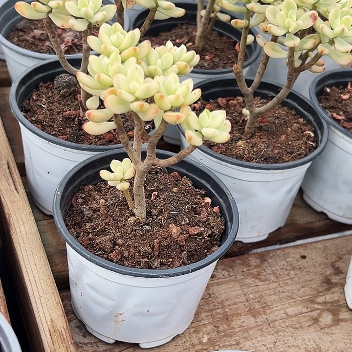 糖果米奇锦      福利多多