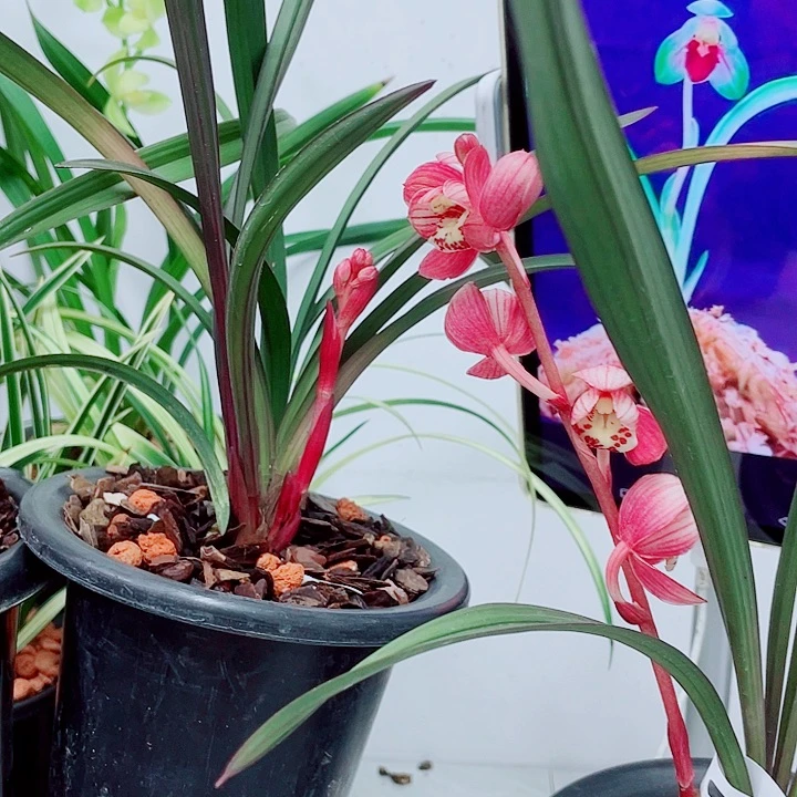 建兰极品红草红荷45带花苞