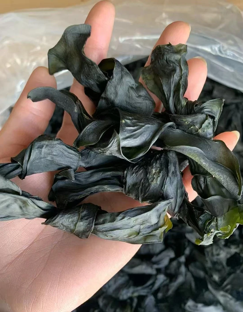 小太阳景云 海带结 特产干货 500g