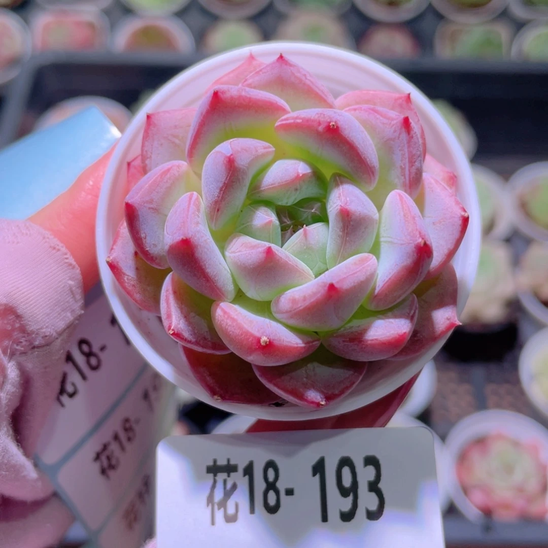 花利美18-193新品
