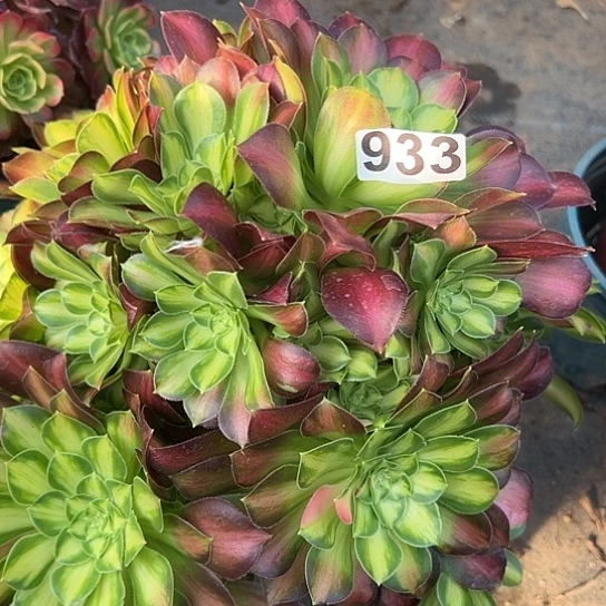 一**何一颗多肉大事植物