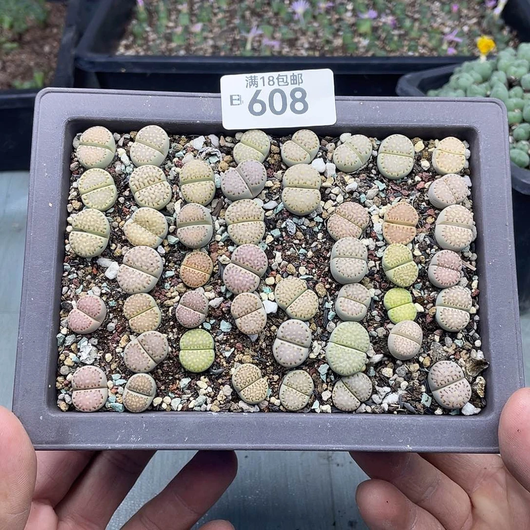 小***辉当天凑满十八元包邮608