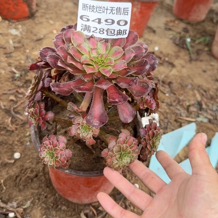6490二号棚黑铜中班A