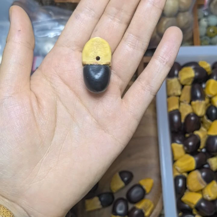 菩提根/象牙果吊坠快****！