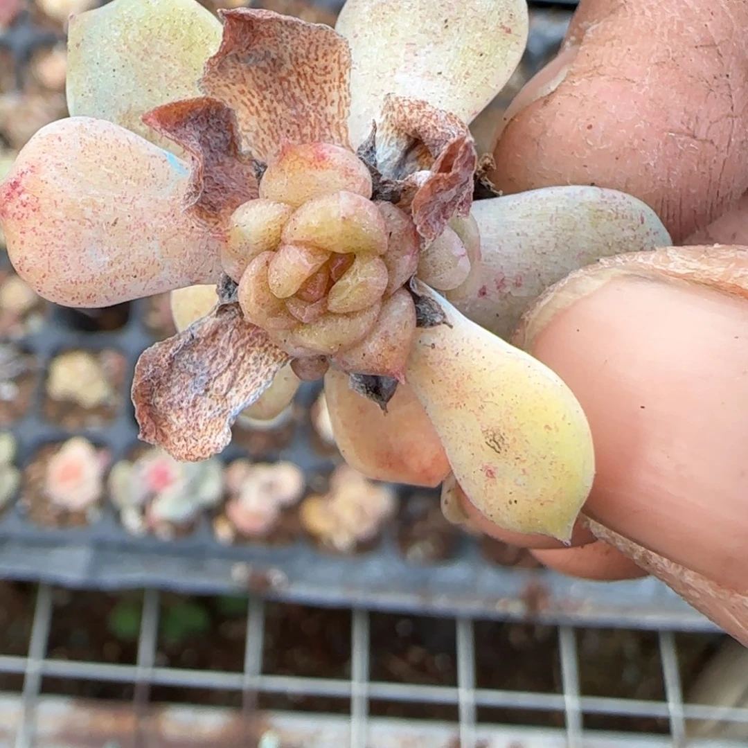 假***想多肉小卡拉米糖心一物一拍