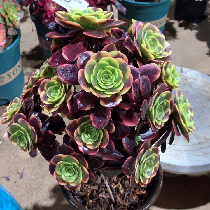 752欧嘉莉多肉植物