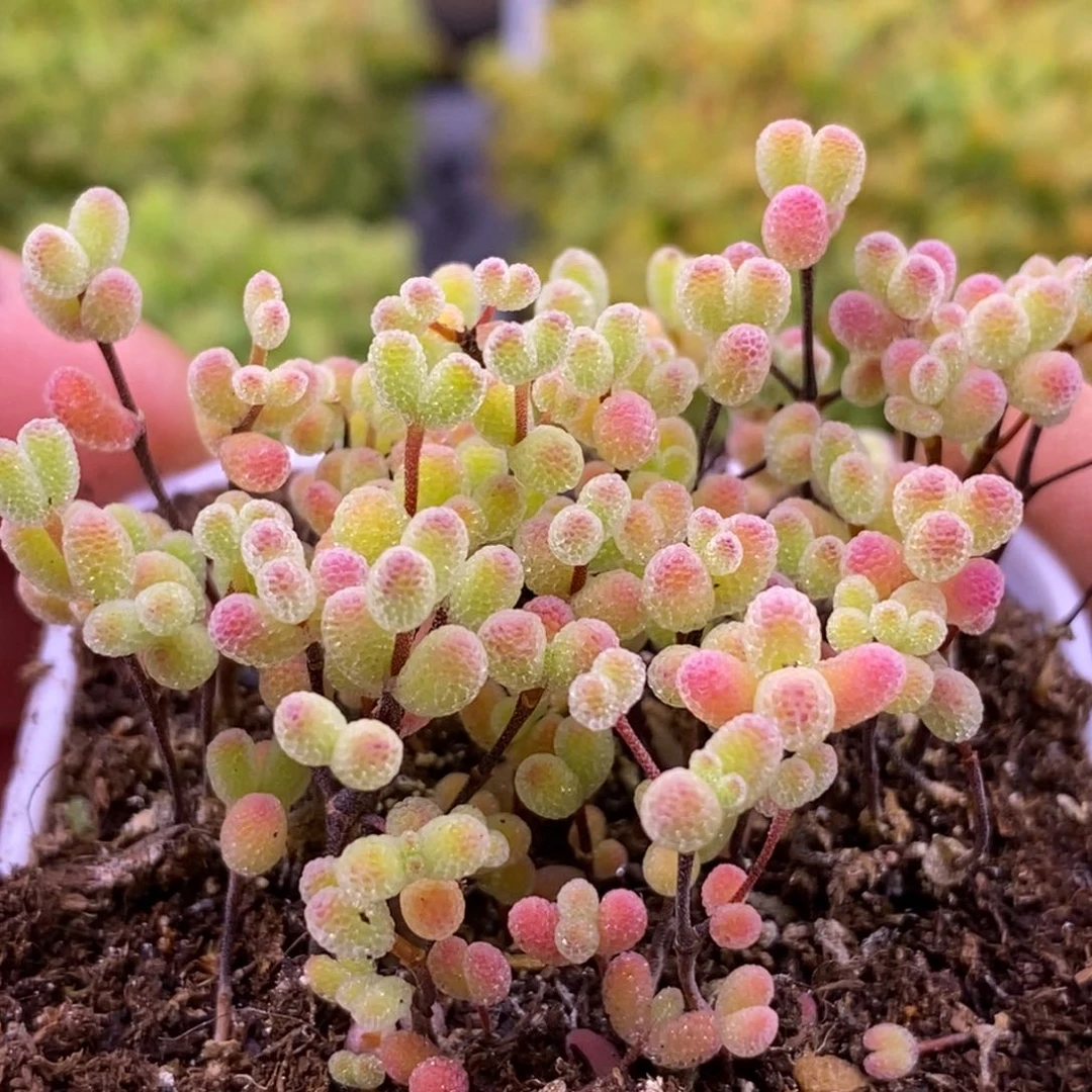 116实生糖球切糕。