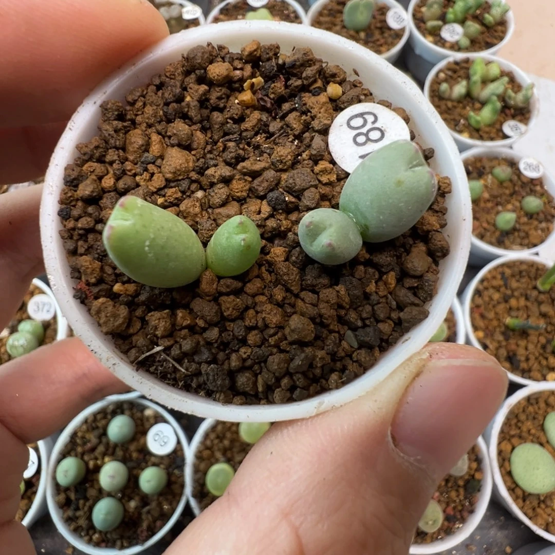 皮卡丘双头一颗脱土18900000