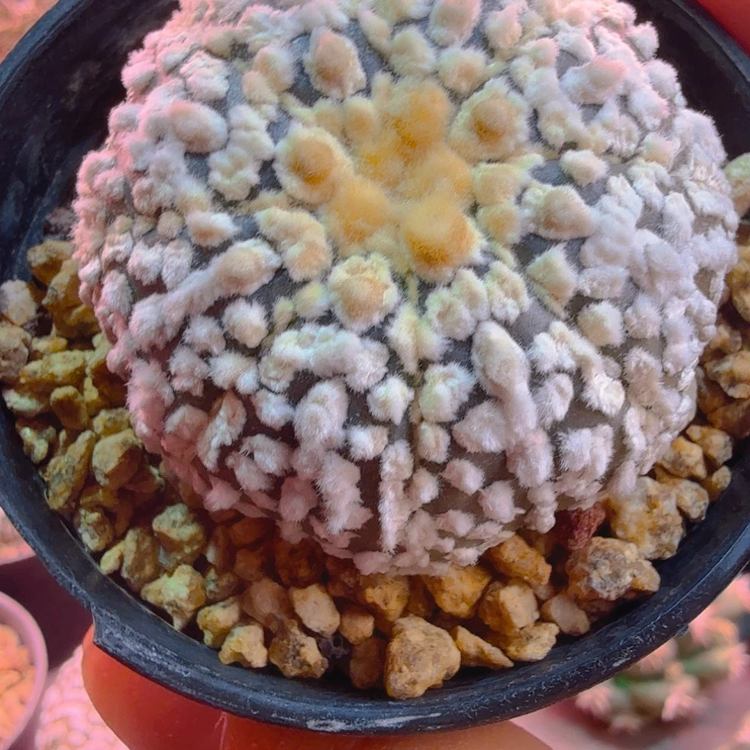 黑肌高绒海星多肉植物