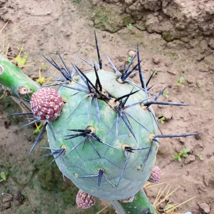 迷****无花朵728黑粗刺习西二