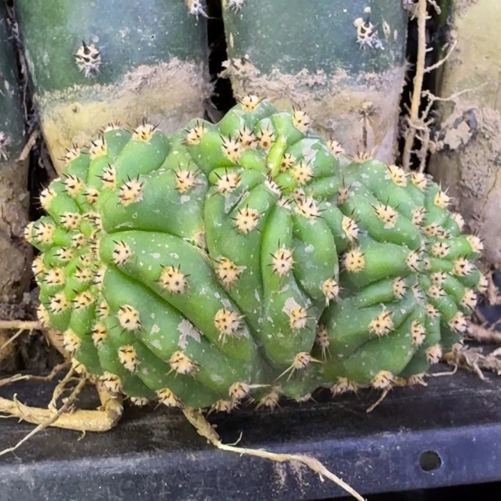 5毛花柱河岸缀化无根侧牙一个，20包邮