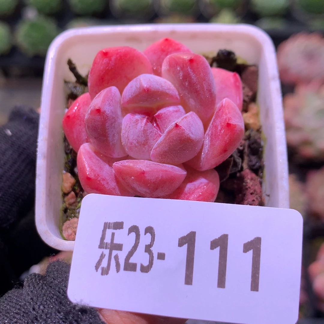 乐然23-111 冰娃娃