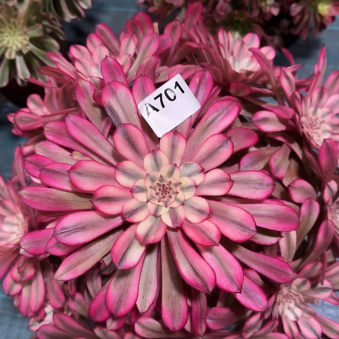 多肉植物十里红妆701