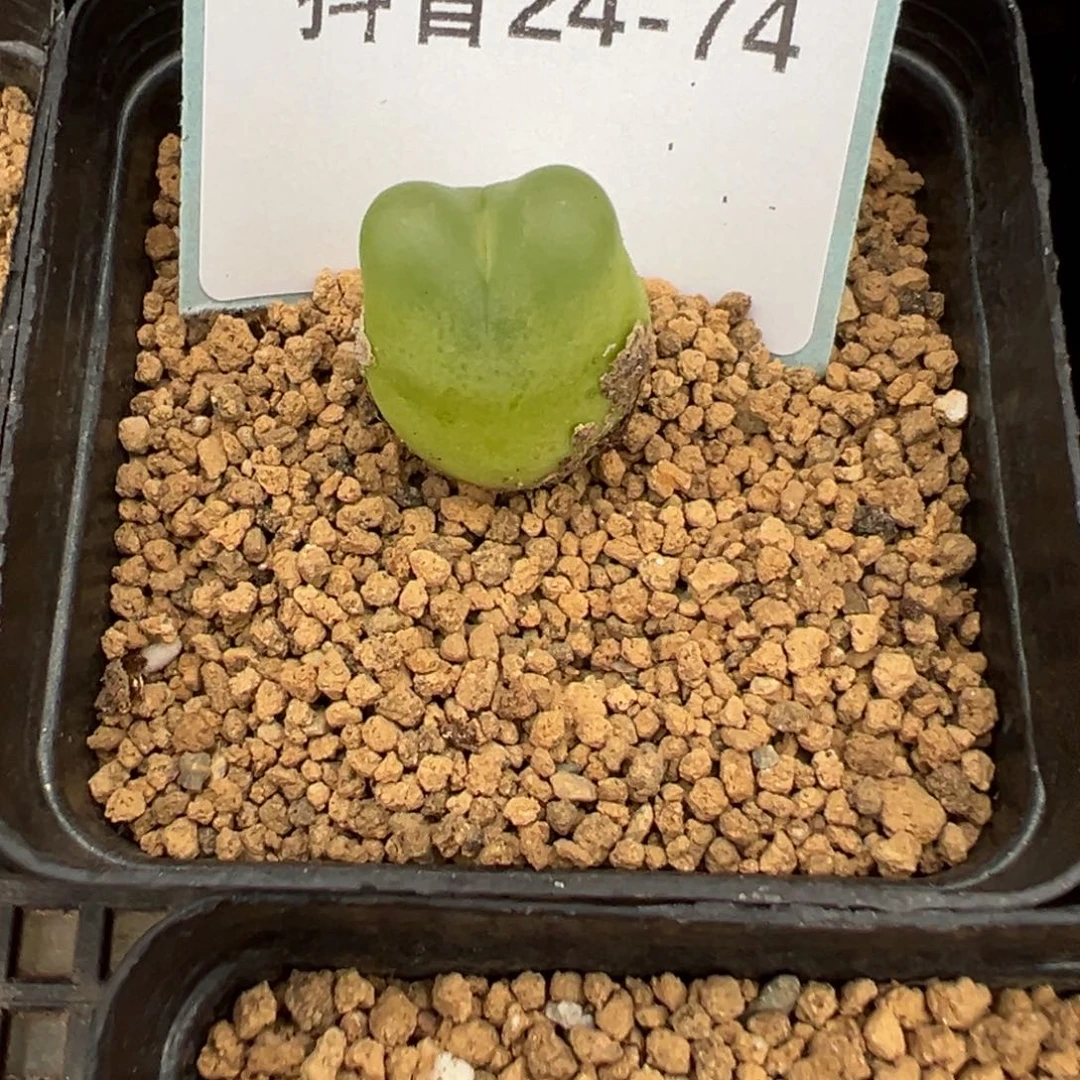 24-74拉登多肉植物，