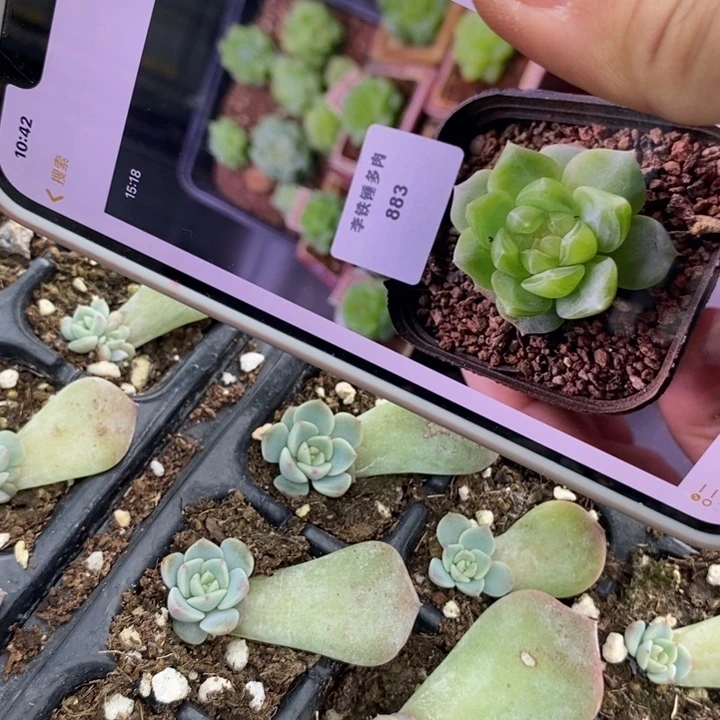 甜心883叶插苗3颗