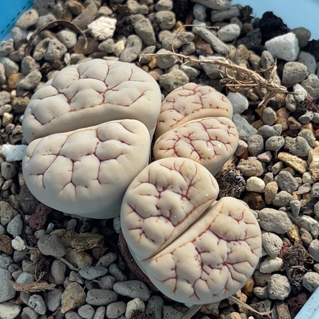 7255三头荒群一颗