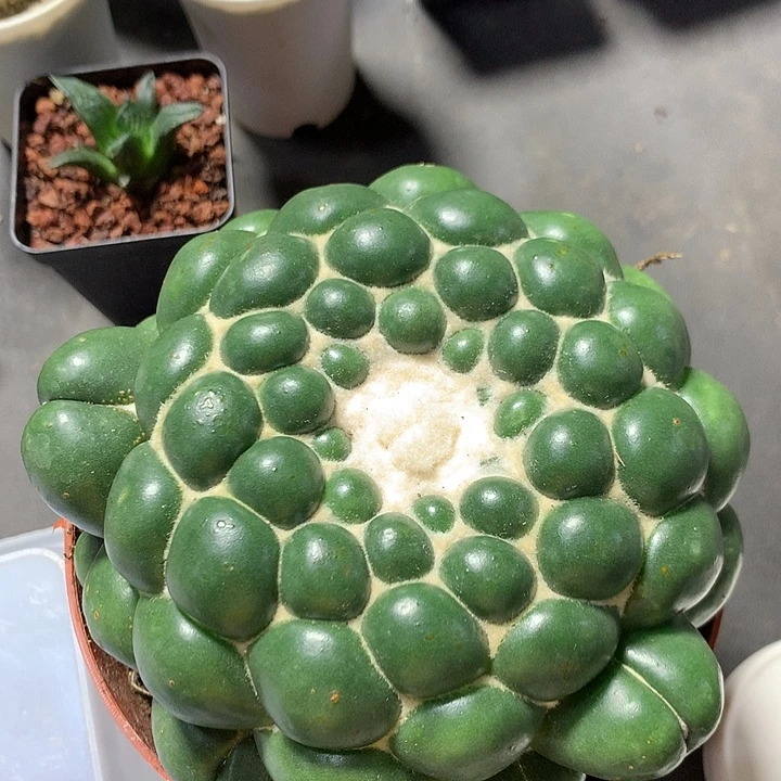 鼠***福628自根象牙 。