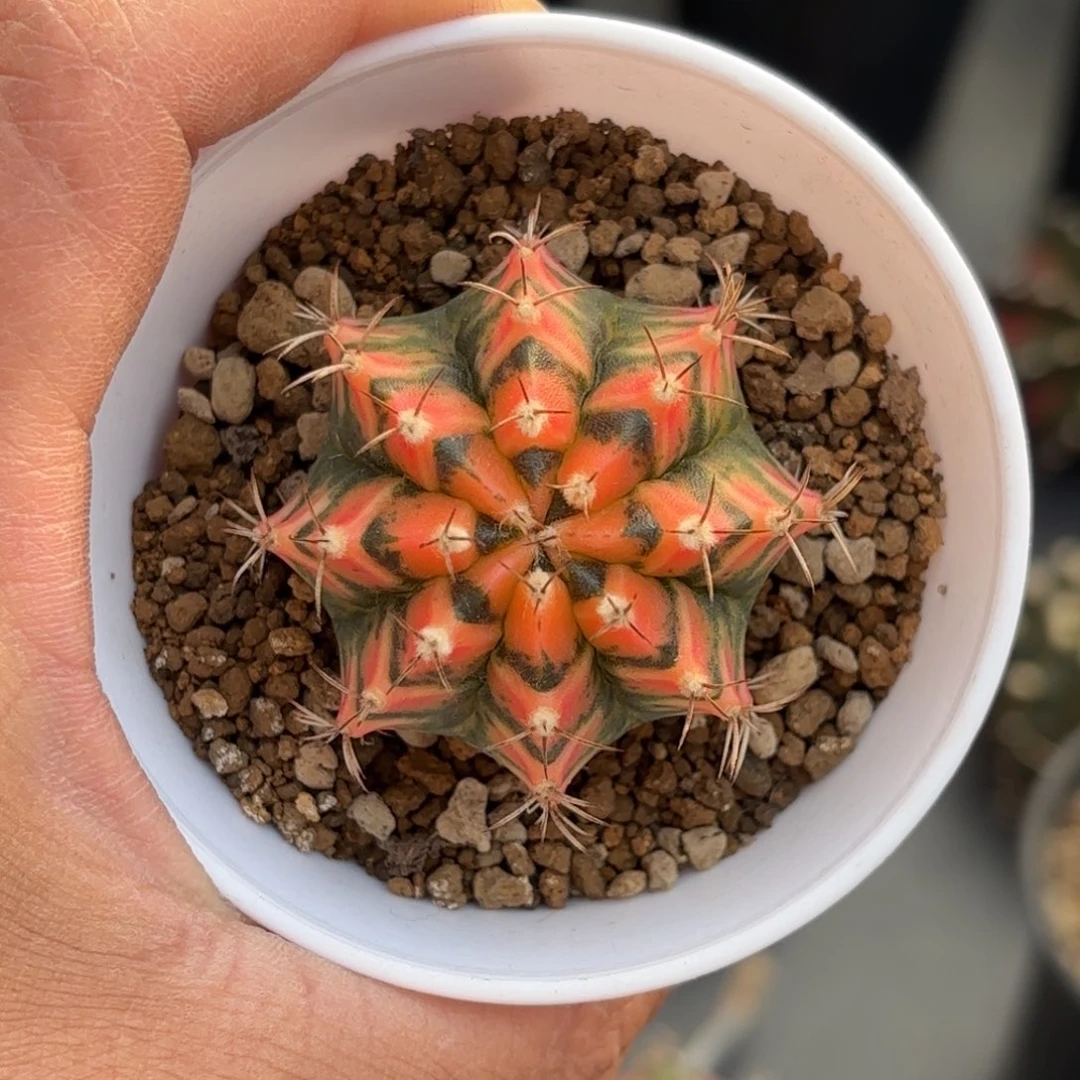 泰系实生米哈仙人球65