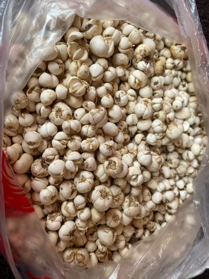 野生高原甘孜天然川贝母