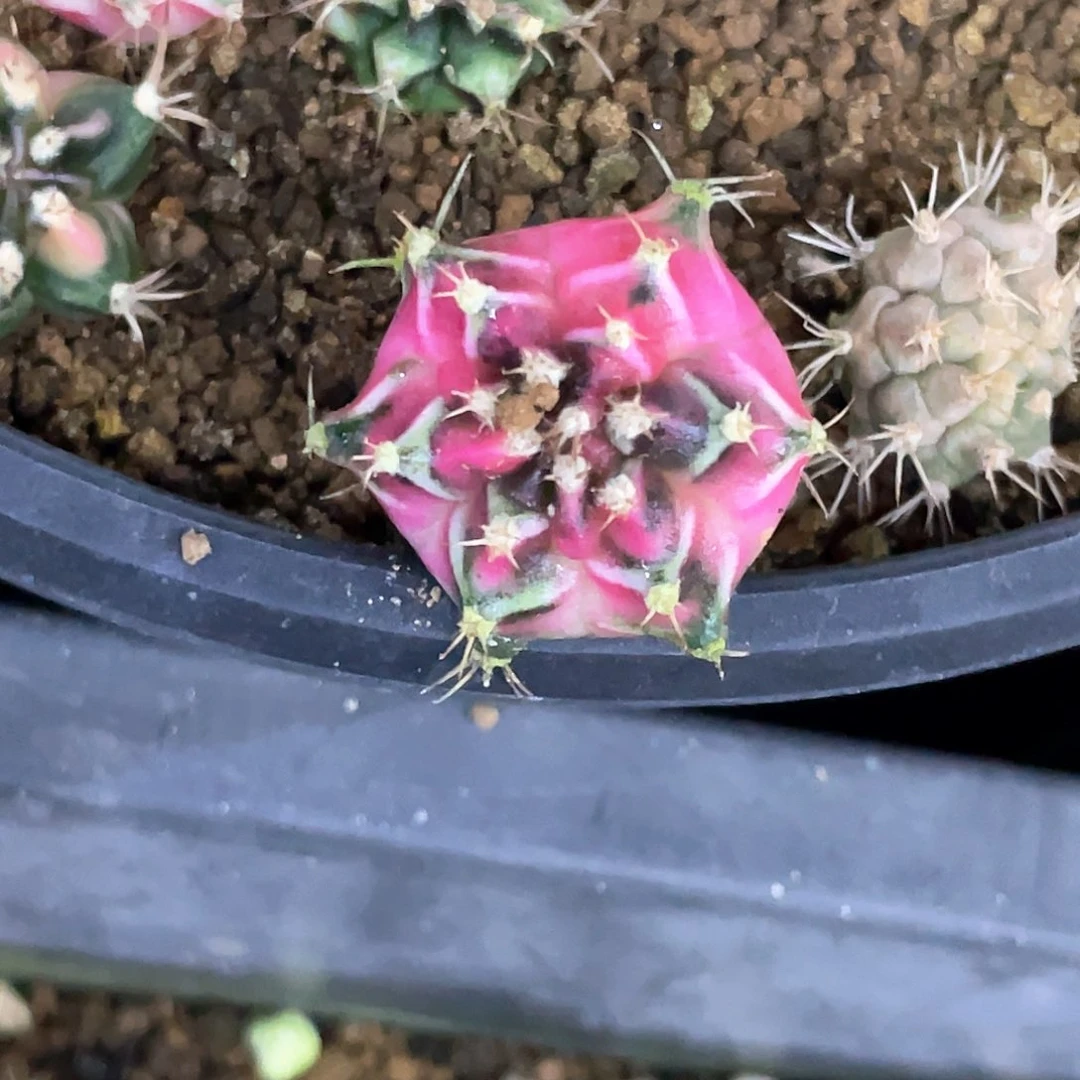 当前无花朵，栽培后可花朵乐**皮泰系神品侧，粉臀大宽V