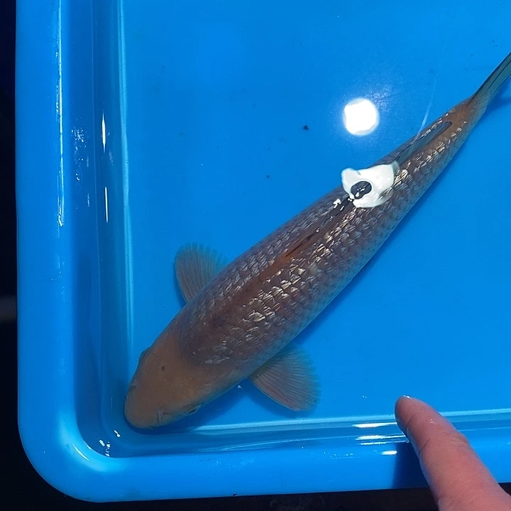 锦鲤纯种血统锦鲤鱼