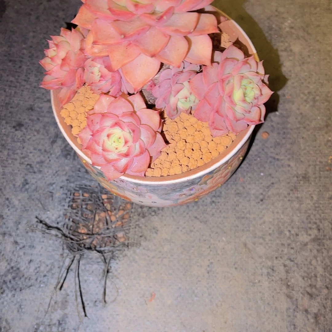 贝拉多娜贝拉多娜