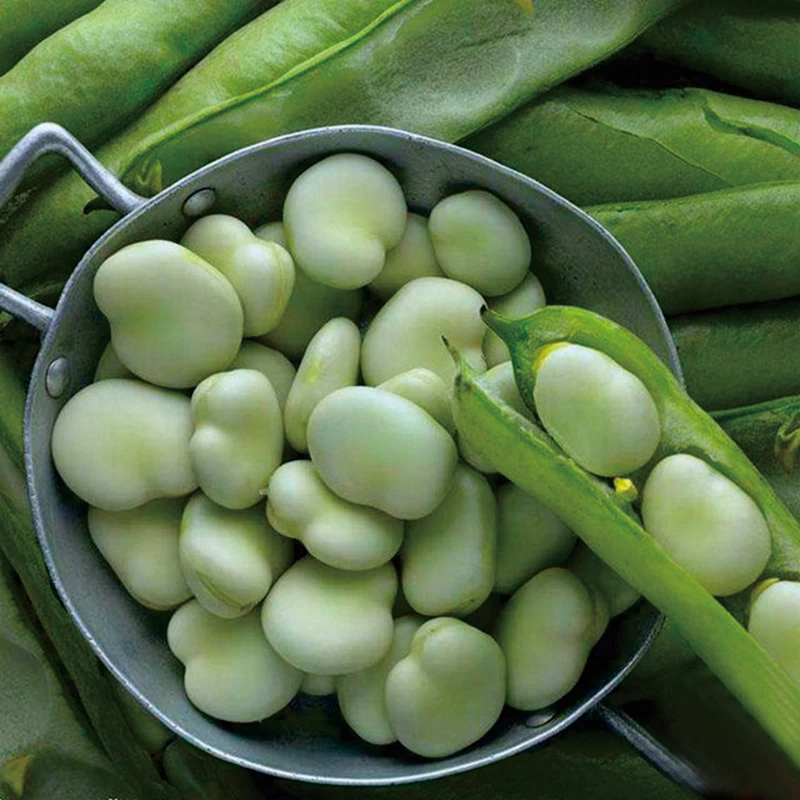 云南露天栽种新鲜蚕豆胡豆罗汉豆带壳粒现摘兰花青豆荚整箱蔬菜