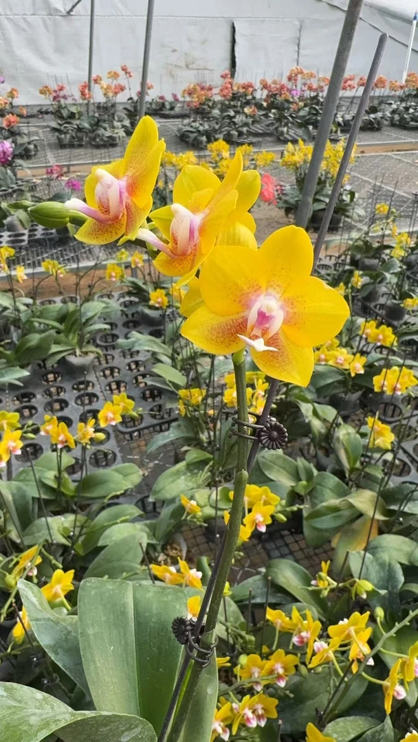 蝴蝶兰  [彼自豪]  双剑 带花带苞发货断枝掉花不售后