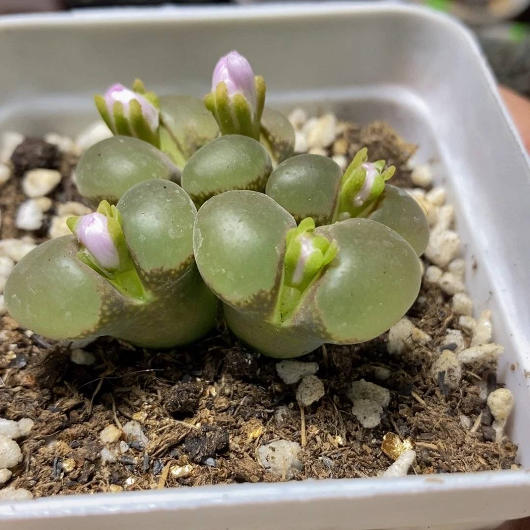 漂漂亮亮多肉植物663