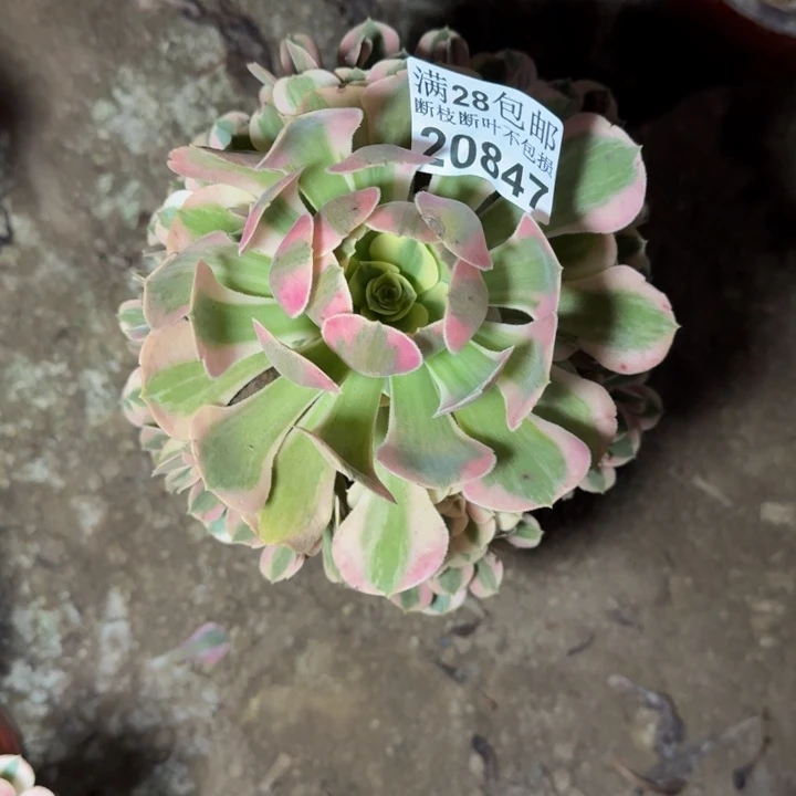 20847女郎多肉植物