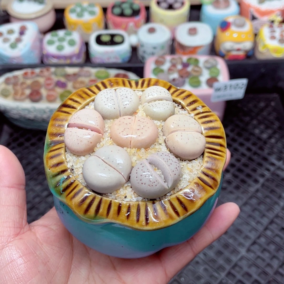 w3103 -零下地区拍保温箱-15支持寄养