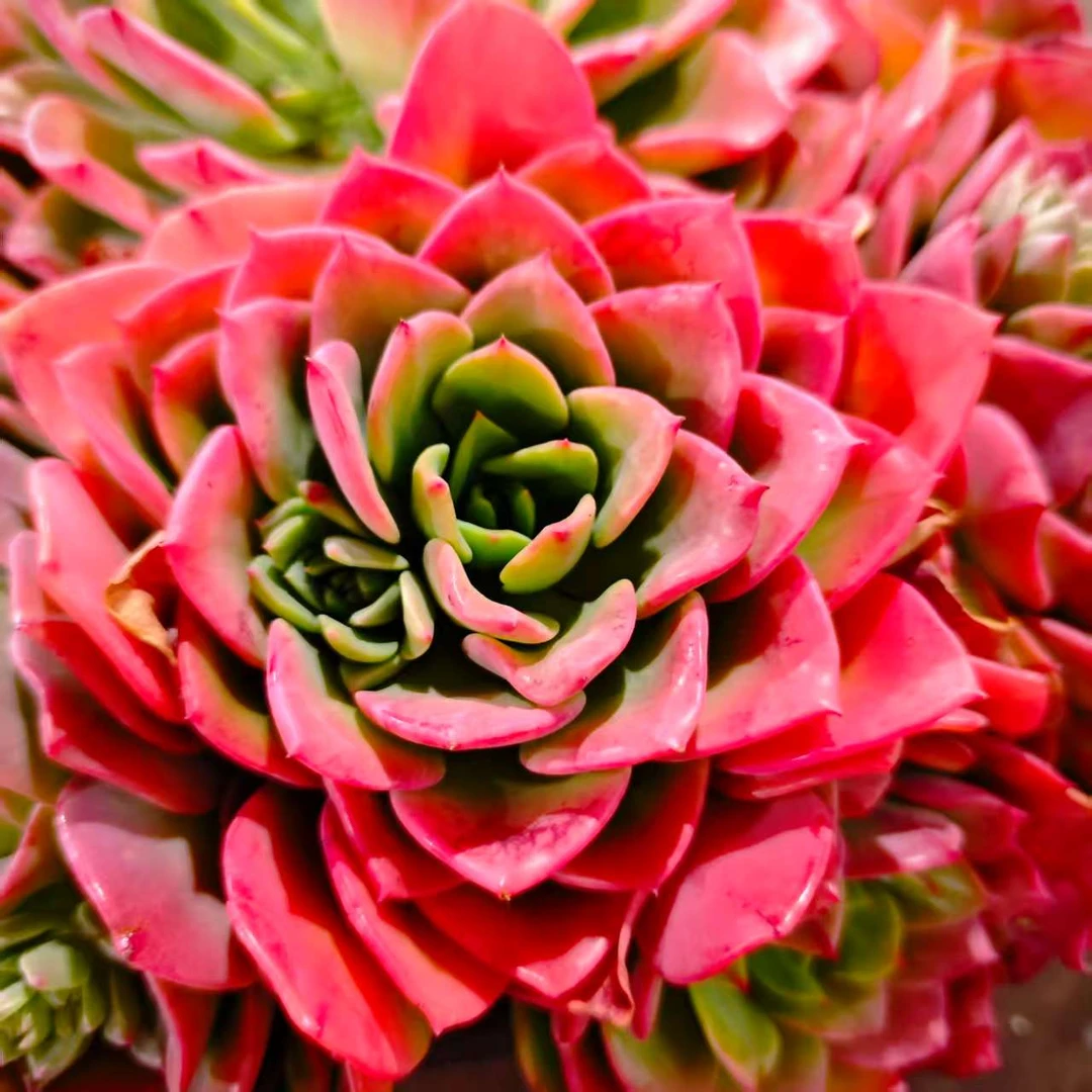 高贵280#云大B2 精品多肉 新手必备好看好养一单包邮