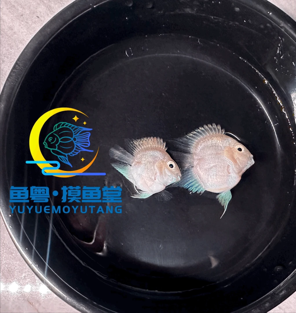 台系白金桃心迷你鹦鹉鱼（直播链接）