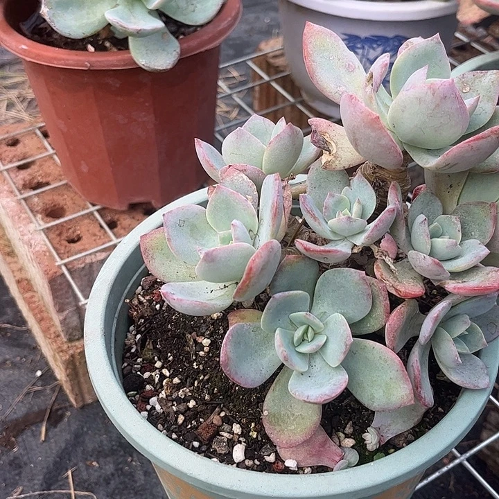 水***兮673小主头血凤脱土发货不退不换