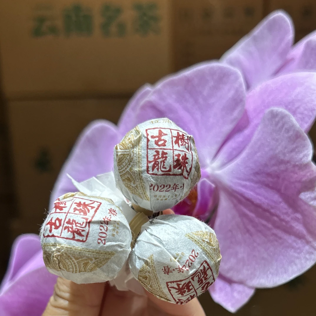 拉祜寨古树龙珠2022年春