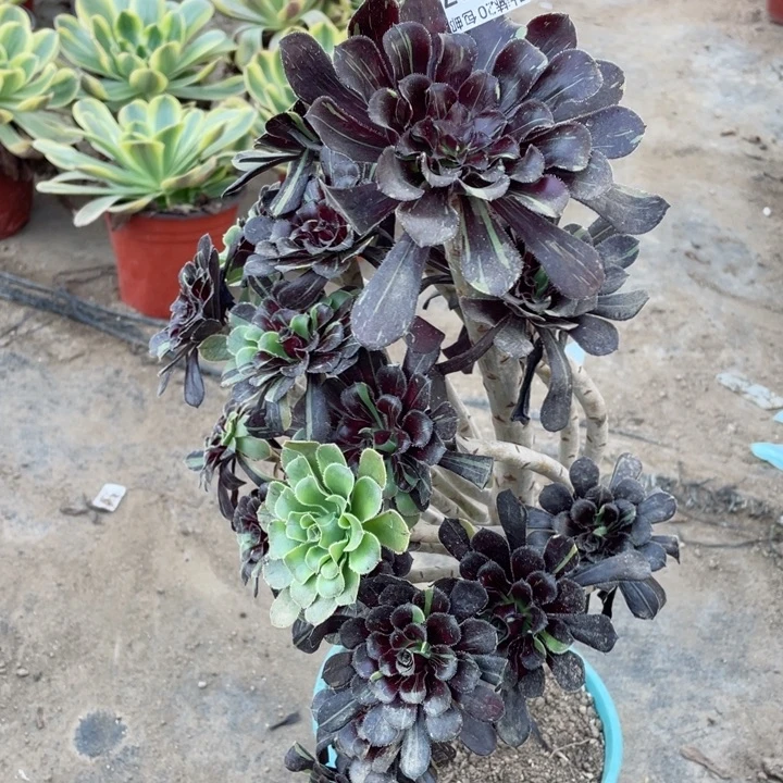 387墨拉丝妖妆多肉，，123456789